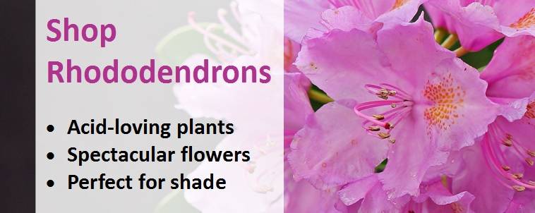 Shop for Rhododendron Plants 1